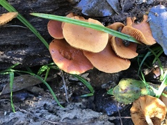 Gymnopilus liquiritiae