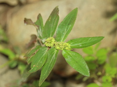 Euphorbia hirta