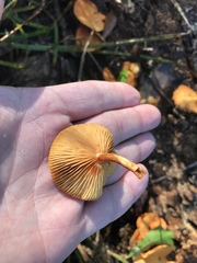 Gymnopilus liquiritiae