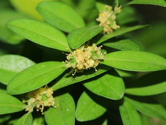 Buxus liukiuensis
