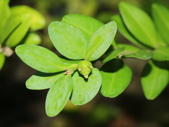 Buxus liukiuensis