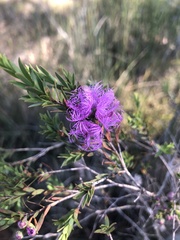 Melaleuca thymifolia