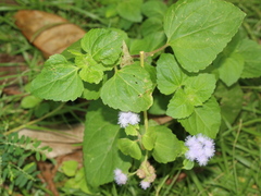 Ageratum houstonianum