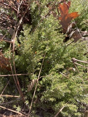 Galium andrewsii