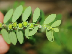 Phyllanthus debilis