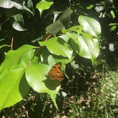 Heteronympha mirifica