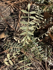 Astragalus douglasii