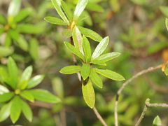 Rhododendron kanehirae