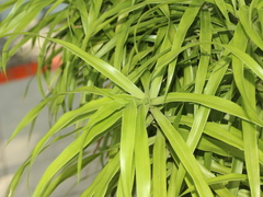 Dracaena angustifolia