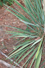 Yucca louisianensis
