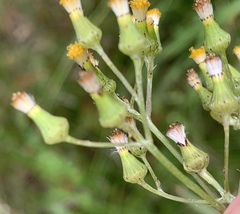 Senecio psilocarpus