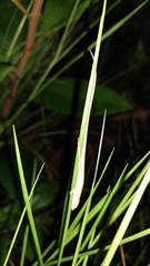 Anolis sericeus