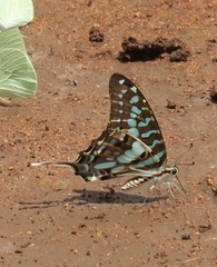Graphium antheus