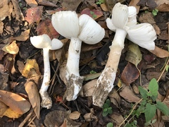 Amanita murrilliana