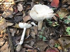 Amanita murrilliana