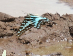 Graphium antheus