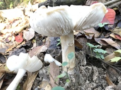 Amanita murrilliana