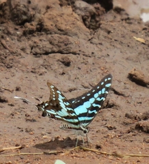 Graphium antheus