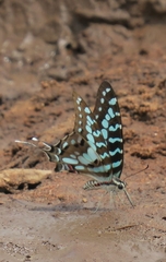 Graphium antheus