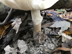 Amanita murrilliana