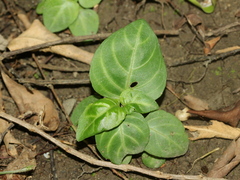 Lepidagathis inaequalis