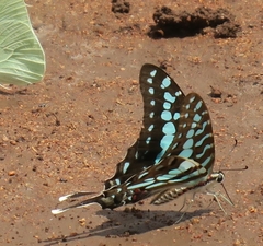 Graphium antheus