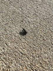 Sphenophorus venatus