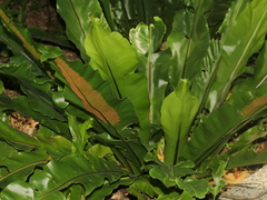Asplenium setoi
