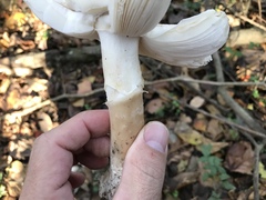 Amanita murrilliana
