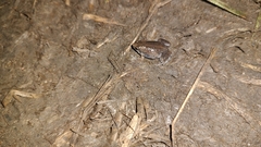 Hypopachus variolosus