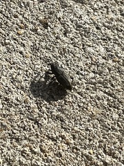 Sphenophorus venatus