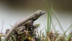 Microlophus peruvianus