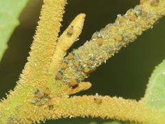 Aphis