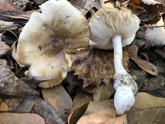 Amanita murrilliana