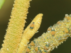 Aphis