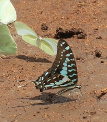 Graphium antheus