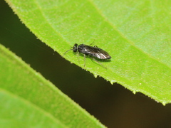 Tenthredinoidea