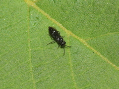 Tenthredinoidea