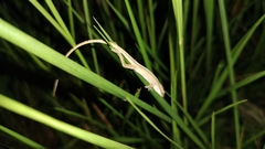 Anolis sericeus