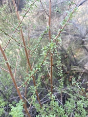 Plantaginaceae