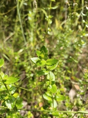 Gonocarpus tetragynus