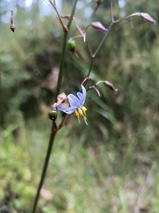 Dianella caerulea producta