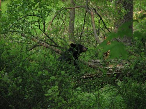 Eastern Black Bear photographed in Maryland
