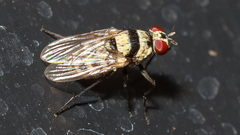 Anthomyia vicarians