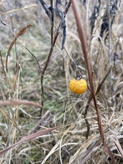 Solanum carolinense