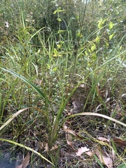 Dianella caerulea producta
