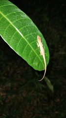 Anolis sericeus