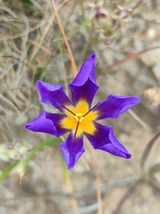 Calydorea xiphioides