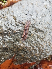 Pseudopolydesmus canadensis