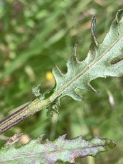 Senecio psilocarpus